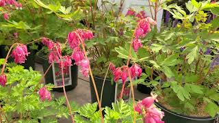 Dicentra Varieties Bleeding HeartsPopular🧡🧡Long Blooming Perennials for Shady Sites [upl. by Sande]