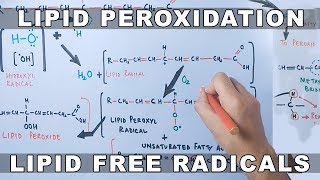 Mechanism of Lipid Peroxidation [upl. by Walke]