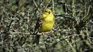 Strnad obecný Emberiza citrinella  hlas [upl. by Aicnetroh467]