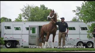 Triple Crown Winner Justify Arrives At WinStar Farm [upl. by Feil140]