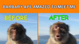 Barbary Ape is AMAZED To Meet Me [upl. by Ardnait505]