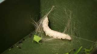 Silkworms Eating Cuddling amp Spinning Timelapse [upl. by Asik]