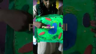 plant cell yethapurpums5240 [upl. by Kwang]