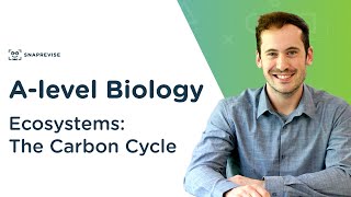 Ecosystems The Carbon Cycle  Alevel Biology  OCR AQA Edexcel [upl. by Damiano332]