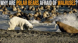 Why Are Polar Bears Afraid Of Walruses [upl. by Brear25]