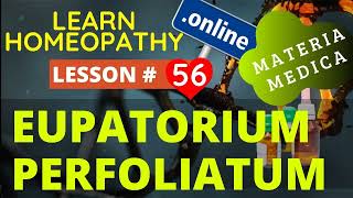 Eupatorium Perfoliatum Uses And Symptoms Learn Homeopathy Online Free Materia medica [upl. by Namharludba]