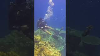 Huge Titan Trigger fish Attack titan triggerfish attack scuba [upl. by Nosloc243]