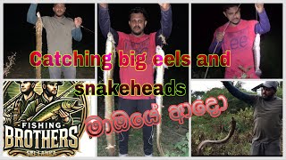 Catching big eels and snakehead river in sri lanka riverfishing trending bigfish rivermonsters [upl. by Arannahs]