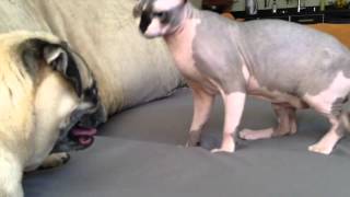 Sphynx cat playing with pug [upl. by Hortensia]