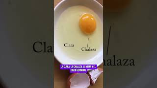 🥚EL HUEVO NO ES UNA CÉLULA [upl. by Esmaria467]