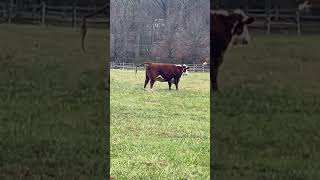 Hereford Cattle [upl. by Collins]