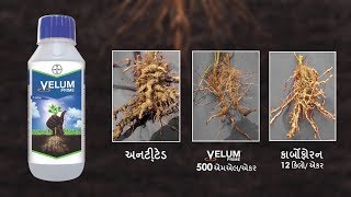 Uncover Nematode Facts and Information Combat Crop Damage with Velum Prime Gujarati  Bayer [upl. by Bernette386]