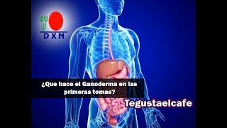 ¿Que nos sucede en las primeras tomas de Ganoderma [upl. by Little]