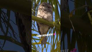 Tawny Frogmouth Bird Master of Camouflage [upl. by Kentigera]