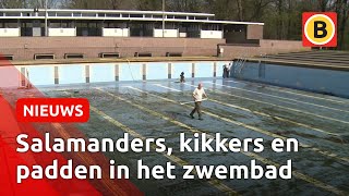 Das pas een grote schoonmaak Zwembad Wolfslaar wordt klaar gemaakt voor de zomer [upl. by Aivuy]