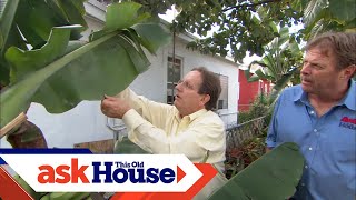 How to Control Tropical Pests  Ask This Old House [upl. by Valer646]