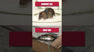 Quick Guide to Getting Rid of Rats this Fall [upl. by Rochella]