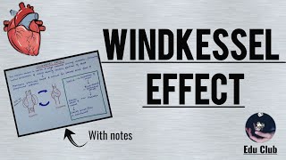 Windkessel Effect  Aortic compliance  Cardiovascular Physiology [upl. by Siobhan857]