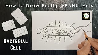 How to draw Structure of Bacterial Cell [upl. by Chalmer528]