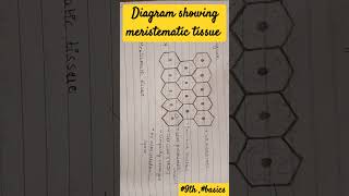 meristematic tissue diagram 9th imp basics neet plant tissue [upl. by Anitrak]