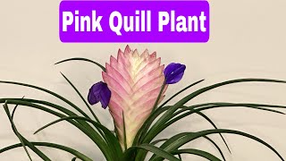 Pink Quill Wallisia or Tillandsia Cyanea  Care amp Maintenance  Gardening Mindfully [upl. by Reivaxe]