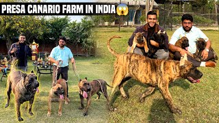 India’s Biggest Friendly PRESA CANARIO Farm in Noida😱 [upl. by Dorej]