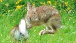 2 Rabbits Running Jumping and Playing Around [upl. by Ashby]