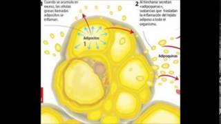 fisiopatologia obesidad [upl. by Alorac]