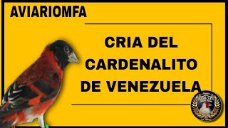 CRIA DE CARDENALITO DE VENEZUELA EMPAREJAMIENTO 💯  CRIAR CARDENALITOS DE VENEZUELA  AVIARIO MFA [upl. by Kong995]