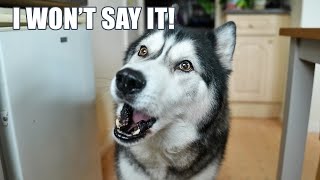 Arguing With My Husky Until He SAYS It Back Cutest Reply [upl. by Sherry]