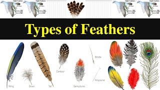 Types of Feathers  Feathers  Different types of feathers [upl. by Monagan]