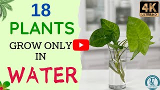 18 Indoor Plants That Can Grow In Water  Indoor Plants No Need Soil  Indoor Water Garden [upl. by Aver]