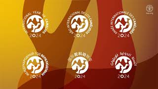 International Year of Camelids 2024  visual identity reveal [upl. by Bunns221]