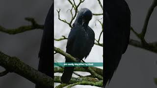 Jackdaw identification  Calls and Features  Bird Sounds shorts [upl. by Idyh]