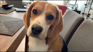 Cute beagle wants my breakfast [upl. by Ethbin]