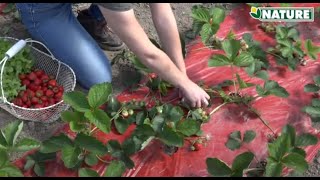 Installer un film de paillage pour vos fraisiers  Nature amp Truffaut [upl. by Esmond]