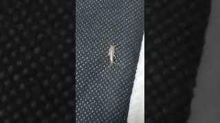 if you have this at home this kind of insect are very hard to get rid😔😔 silverfish shortvideo [upl. by Haimrej461]