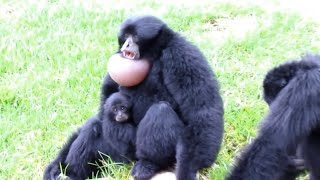 The most beautiful and funny siamang gibbon sounds [upl. by Enida]