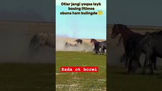 otlar jangi 3 qism yana quyaymi vedio sevishganlarsuhbati horse [upl. by Anawik685]