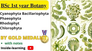 Cyanophyta algaeBrown algae phaeophytaChlorophytaRhodophta algae Insidelearning [upl. by Mic]