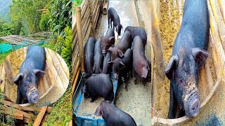 Pig farming in nepali village  village lifestyle  Samirjngrai [upl. by Evvy]