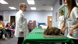 4H Rabbit Showmanship  Documentary [upl. by Acino]