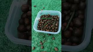 How amazing to grow orchids propagate plant fast and easy 2517 [upl. by Dlaregztif]