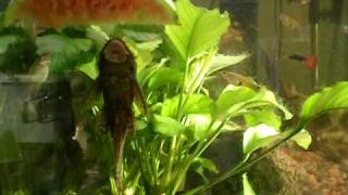 Ancistrus Mal  Catfish eating watermelon in aquarium [upl. by Endo]