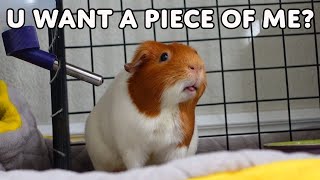 My Guinea Pig Fights To Be Winner of Guinea Olympics [upl. by Trin]