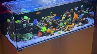 6 Month Waterbox 654 Update Coral growth amp Fish update [upl. by Ashwin]