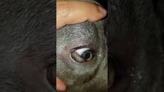 Dermoid in puppys eye [upl. by Rogergcam]