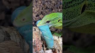 HOW FAST CAN SABZI EAT A GIANT BLUE CATERPILLAR Green Tree Monitor Lizard shorts [upl. by Raddie]