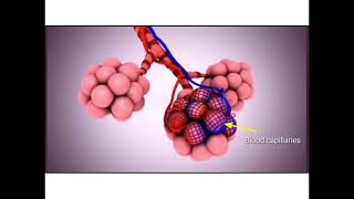 Gaseous Exchange In Alveoli  10th Class Biology  Chapter 1 Lecture 8 [upl. by Emerald]