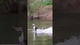 These grebes are just incredibly fun to watch rush shorts shortvideo wildlife [upl. by Ahseenal]